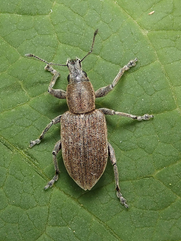 Curculionidae: Tanymecus palliatus, femmina